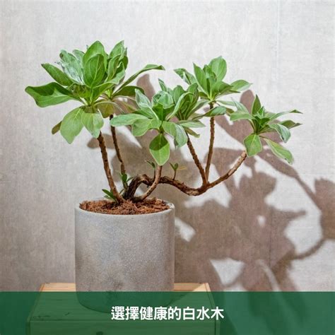 白水木徒長|白水木養護指南：輕鬆種植白水木的技巧 